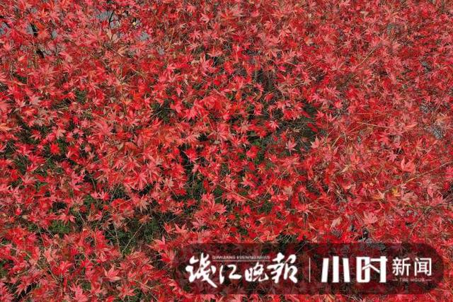 杭州灵隐、九溪美成这样了，这派“枫”景太上头