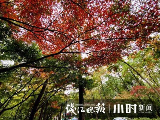 杭州灵隐、九溪美成这样了，这派“枫”景太上头