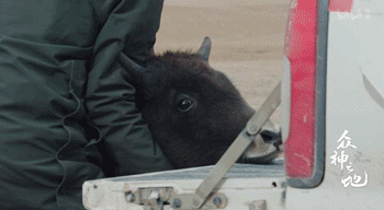 9.8分哭着看完的纪录片，看完这部纪录片我庆幸生在中国