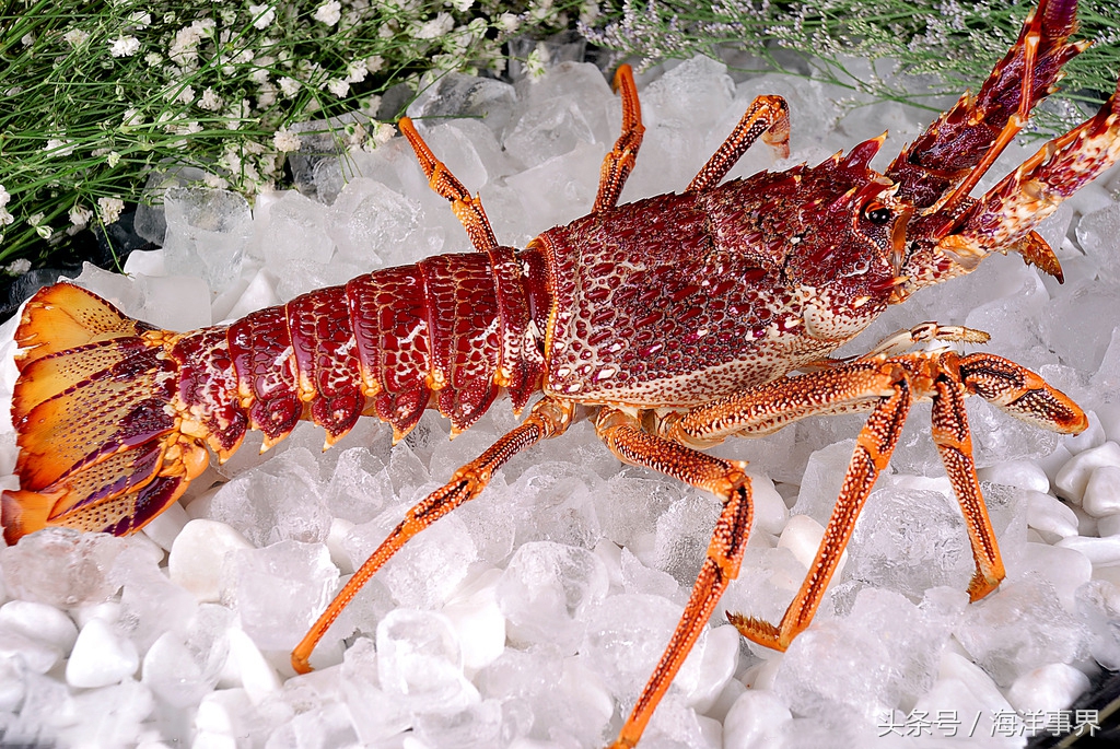 龙虾的种类有哪些龙虾的种类介绍