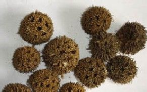 路路通的功效与作用祛风通络利水除湿