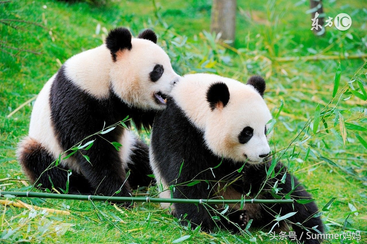上海野生動物園 攻略_上海野生動物園路線圖