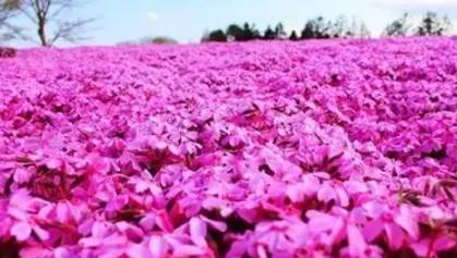 原創｜煙臺這些地方即將進入盛花期，最全“花海地圖”送給你！