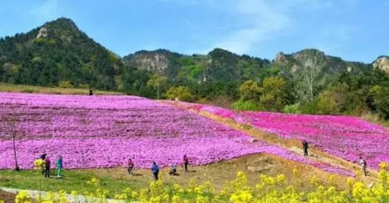 原創｜煙臺這些地方即將進入盛花期，最全“花海地圖”送給你！
