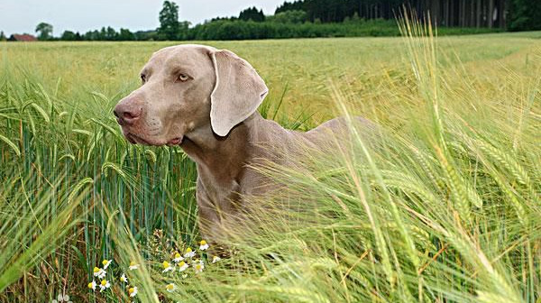 世界名犬—魏玛犬(运动犬)