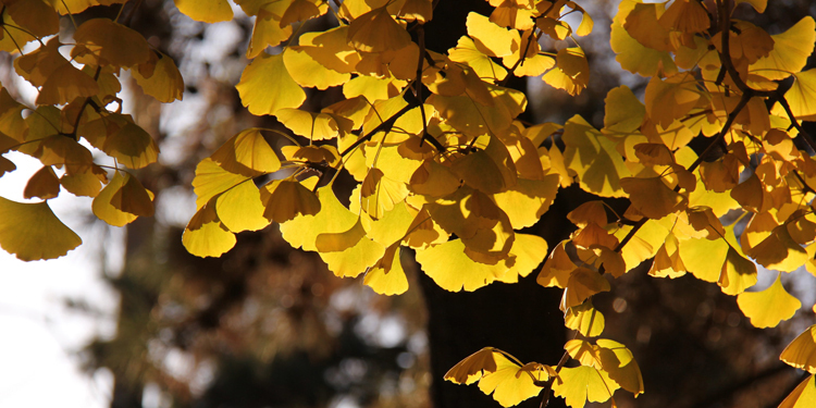 形容秋天银杏树的句子 秋天的精灵在唯美起舞