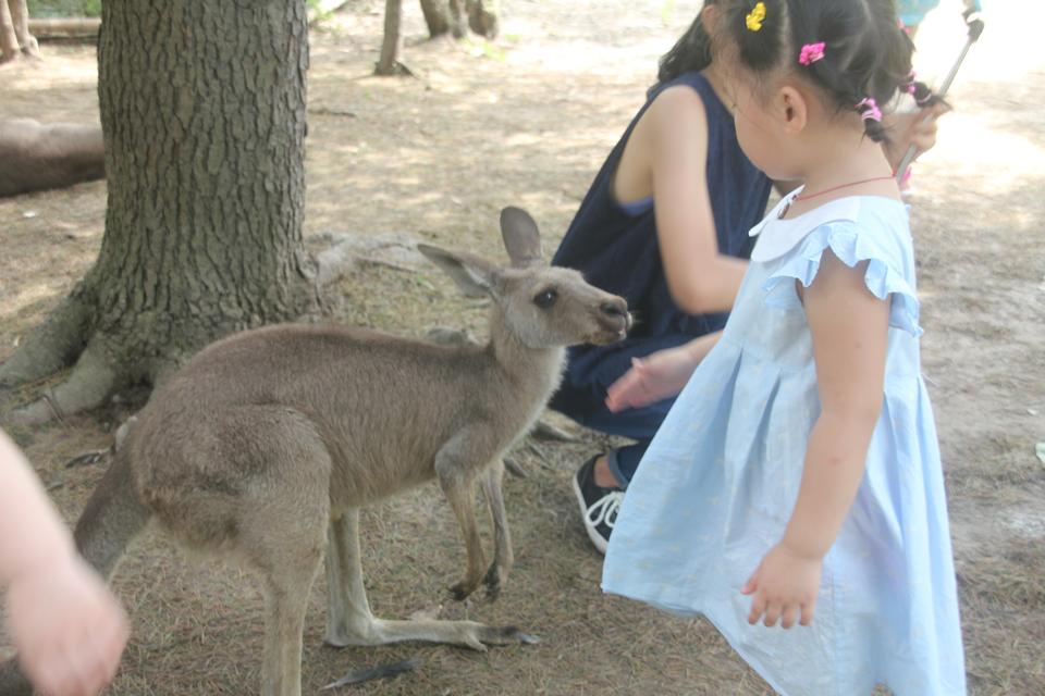 上海野生動物園之旅