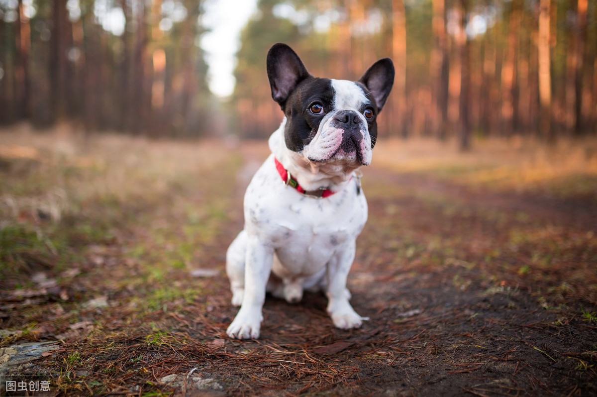 但是法国斗牛犬的价格并不便宜,一般售价在3000-8000元之间,要是品相