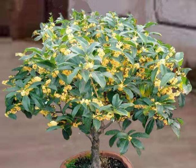 桂花最适合的生长温度是16°26°