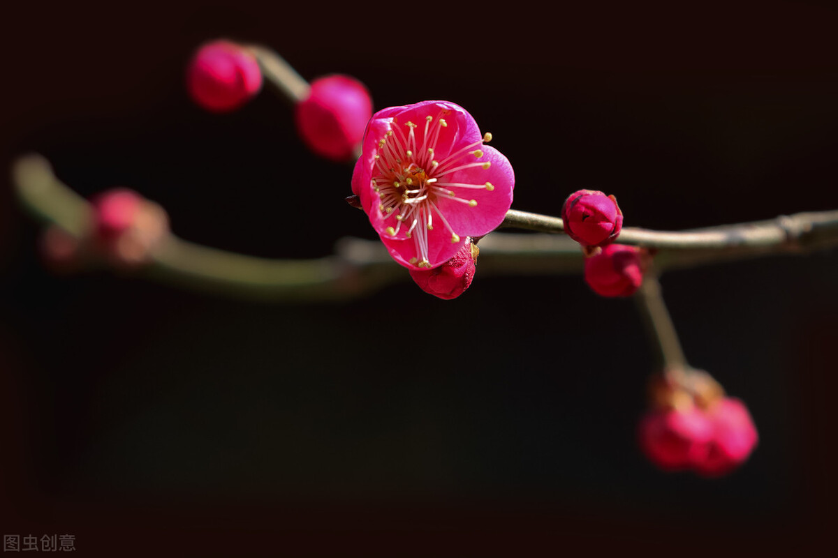 骨里红梅花骨里红梅花什么时候开花