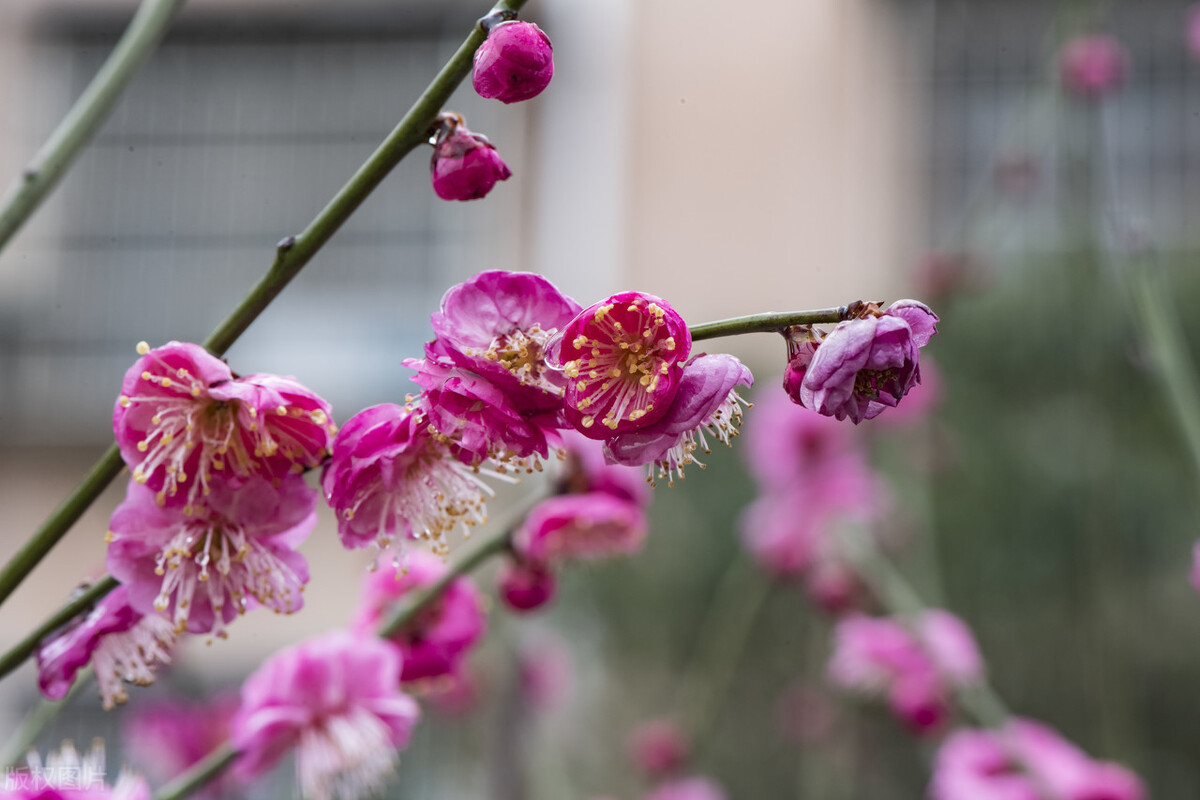 骨里红梅花骨里红梅花什么时候开花