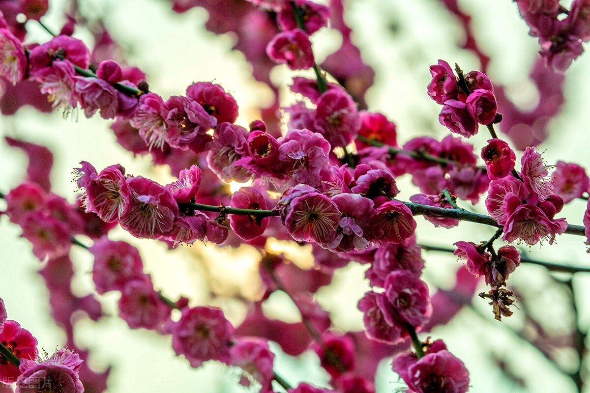 骨里红梅花骨里红梅花什么时候开花