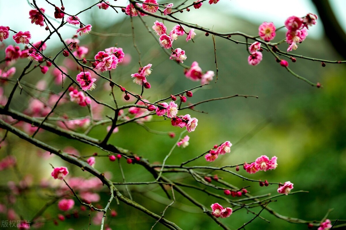 骨里红梅花骨里红梅花什么时候开花