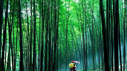 竹海国家森林公园该公园以浩瀚的“竹海”风光为主