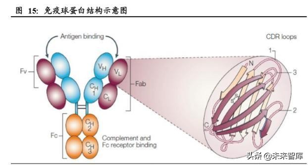 生物医药专题之单抗行业深度报告
