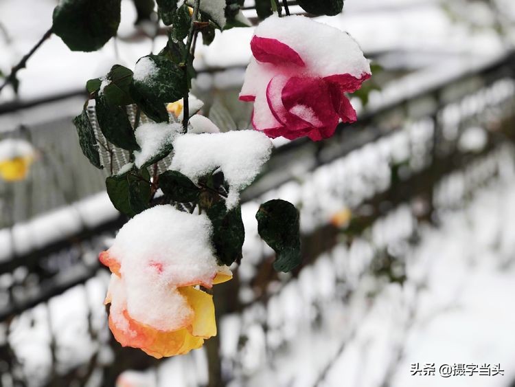 冬日初雪印象:一半冬雪,一半秋叶