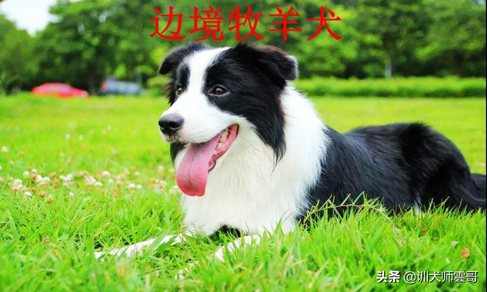 牧羊犬品种大全,牧羊犬品种大全及图片-今日头条娱乐新闻网