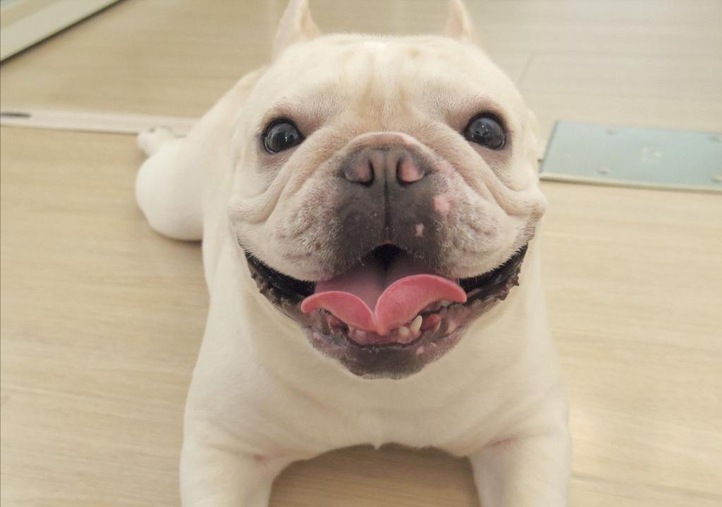 蓝色法牛多少钱一只法国斗牛犬太难养了