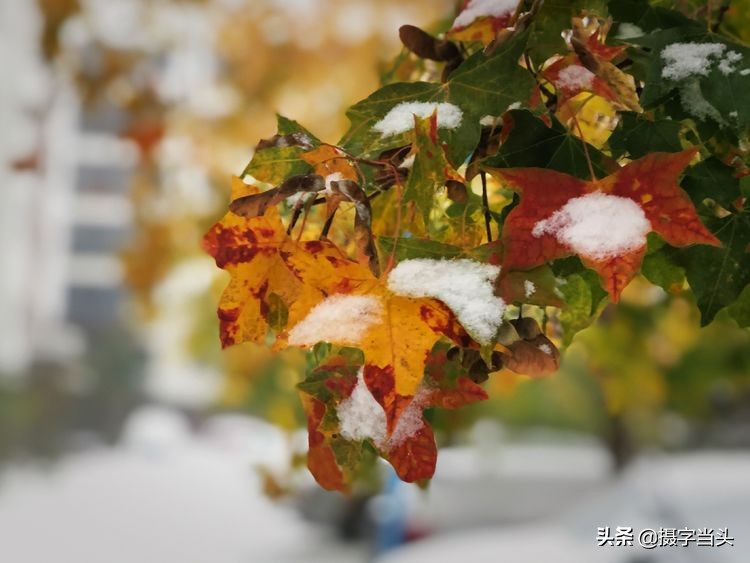 冬日初雪印象:一半冬雪,一半秋叶