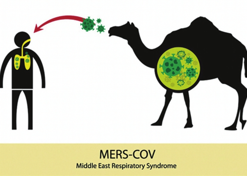 mers病毒与sars病毒同隶属于冠状病毒家族,mers病毒所导致的人类病死