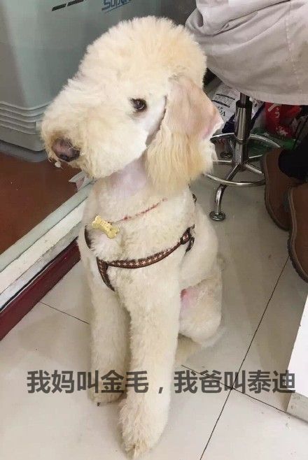泰迪金毛杂交的狗狗,泰迪和金毛杂交的狗狗