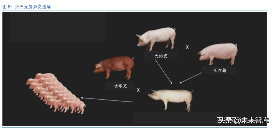 生猪养殖行业专题报告：生猪产业规模化红利与相对效率曲线效应