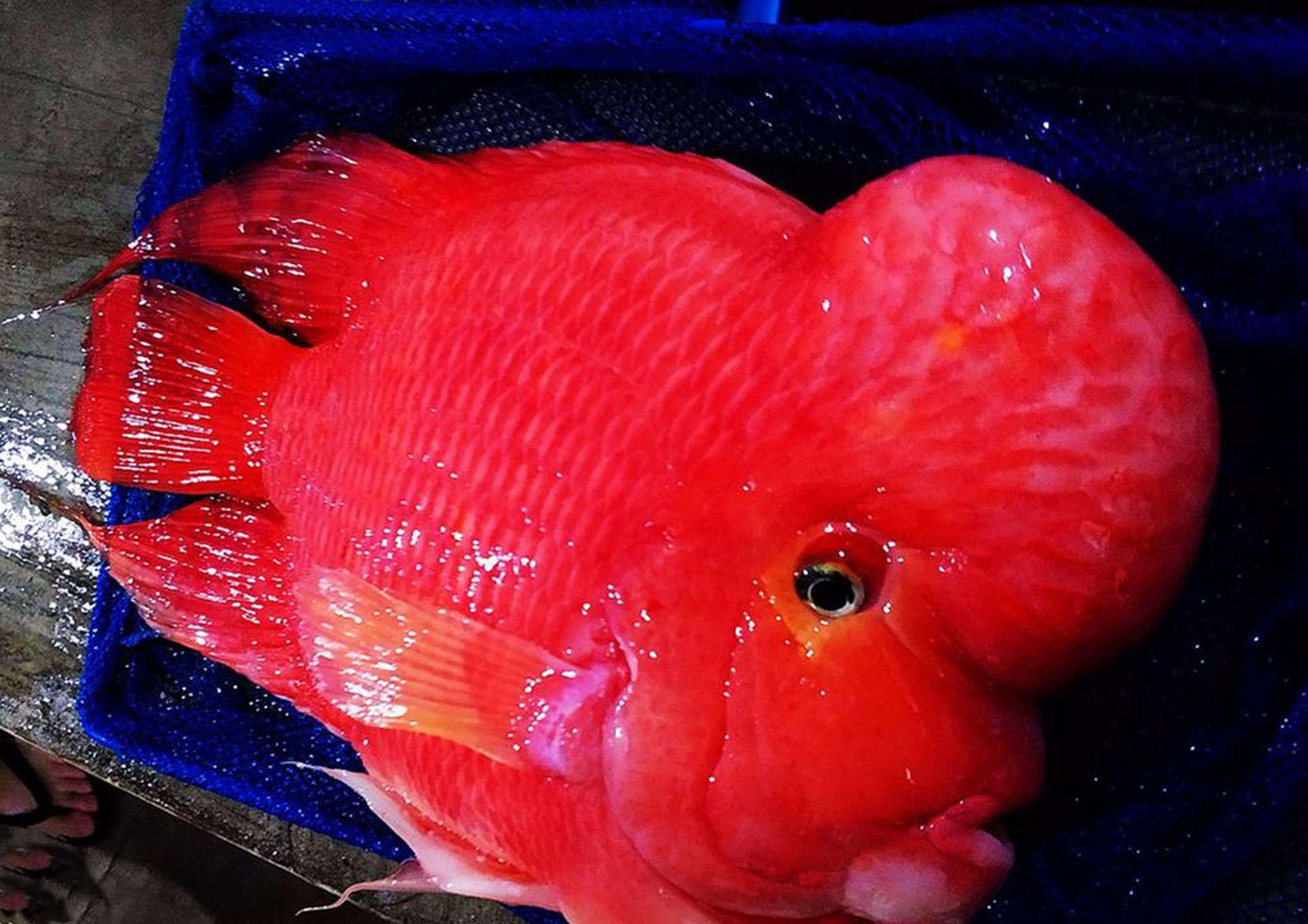 开心渔场在2017年4月宣布,正宗"噶玛兰红财神鱼"起售尺寸为23cm.