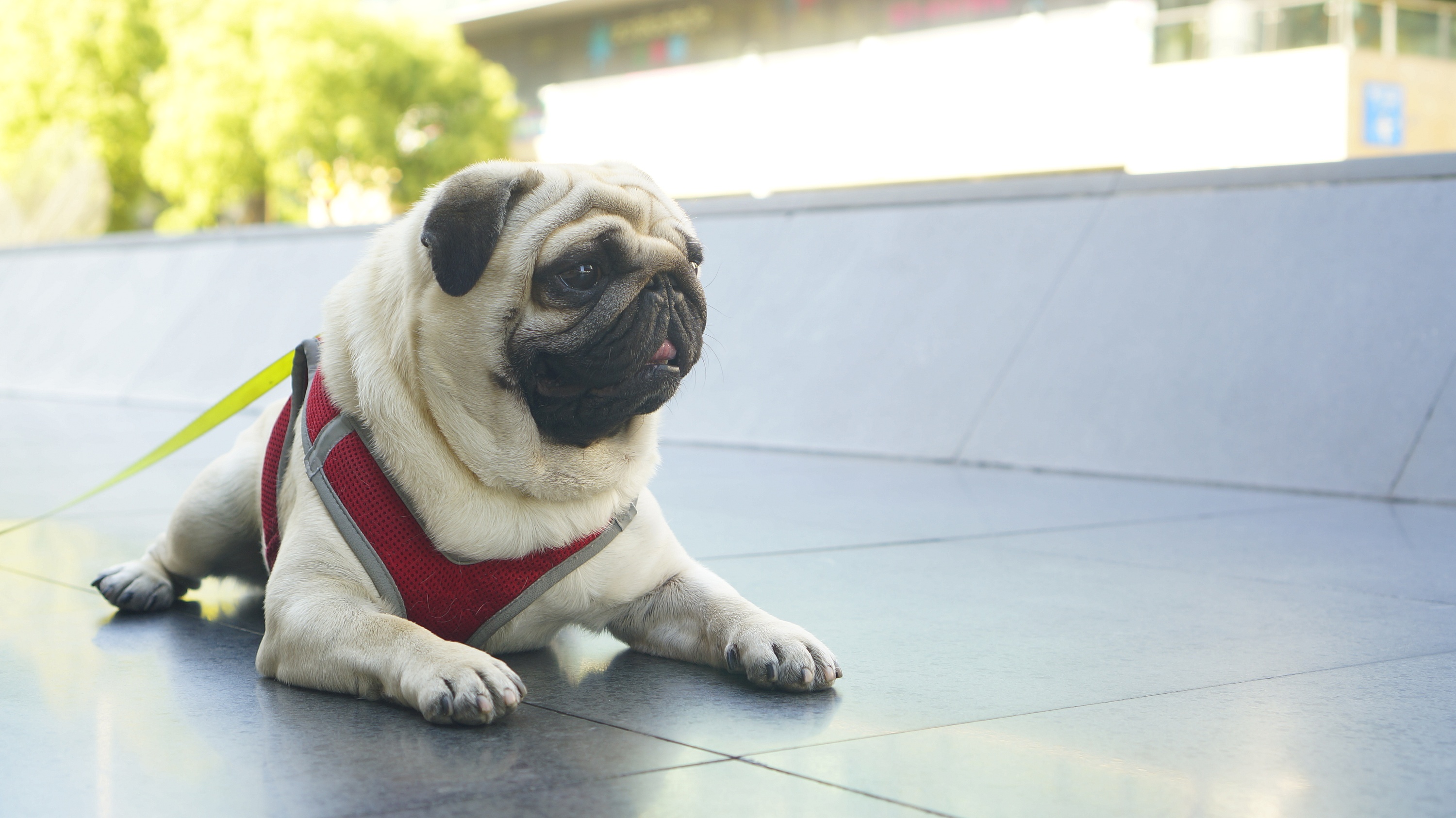 巴哥犬也被称为是"哈巴狗,它们是来自我们中国本土的犬种,那么为什么