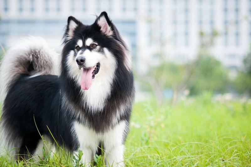 阿拉斯加犬多少钱一只一只阿拉斯加幼犬多少钱