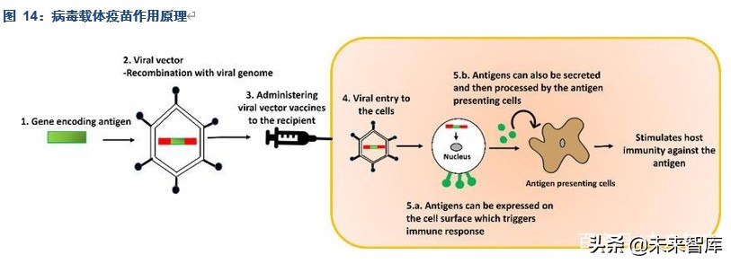疫苗行业专题报告：我们离新冠疫苗还有多远？