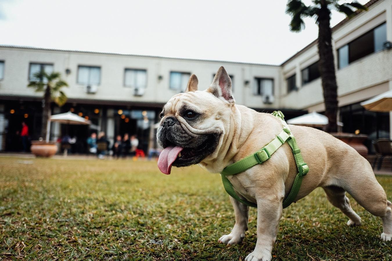 茶杯泰迪犬图片茶杯泰迪犬图片大全