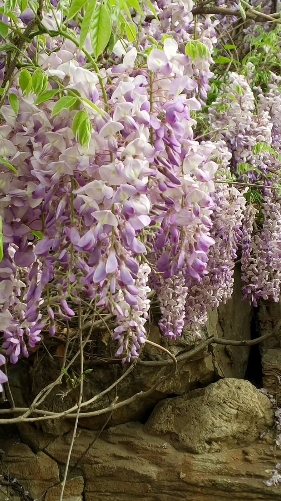 紫藤花图片紫藤花图片高清