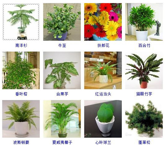 植物大全名字和图片大全集