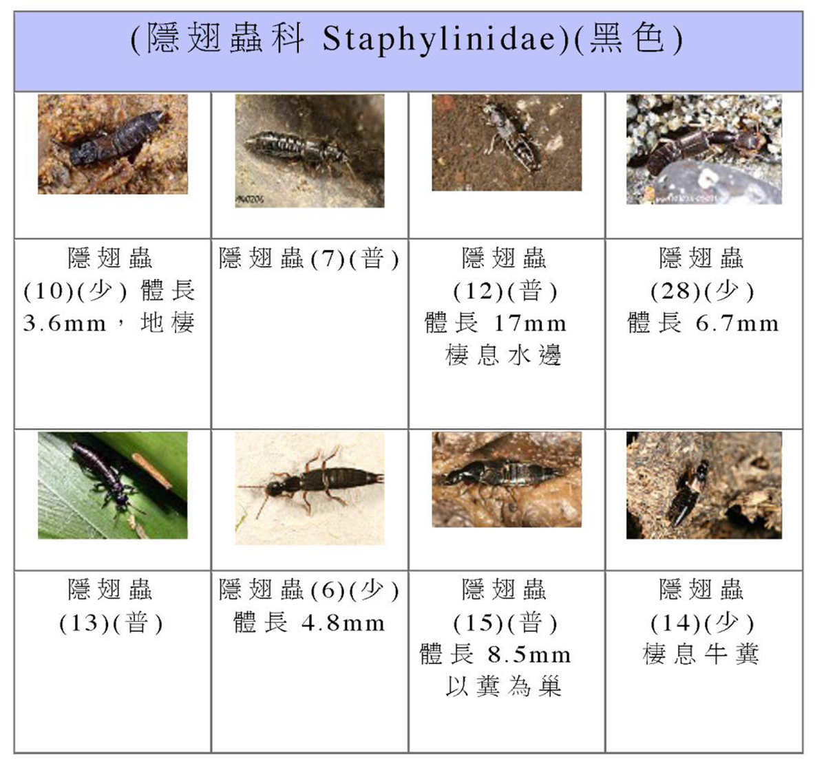 隐翅虫图片隐秘且危险