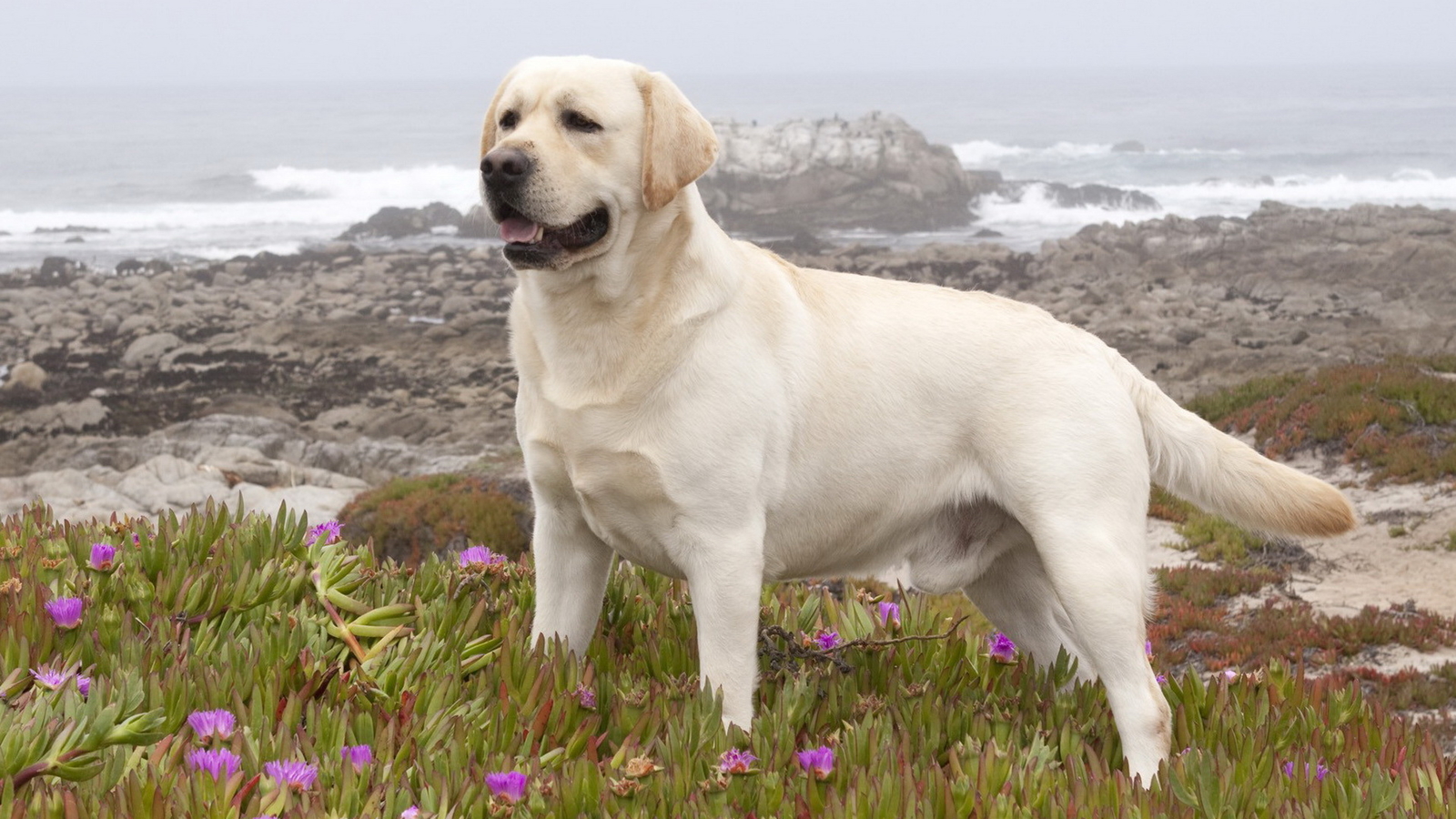 拉布拉多犬的价格多少钱一只挑战每月500养拉布拉多