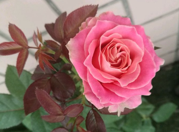 专属12星座的月季花十二星座月季花