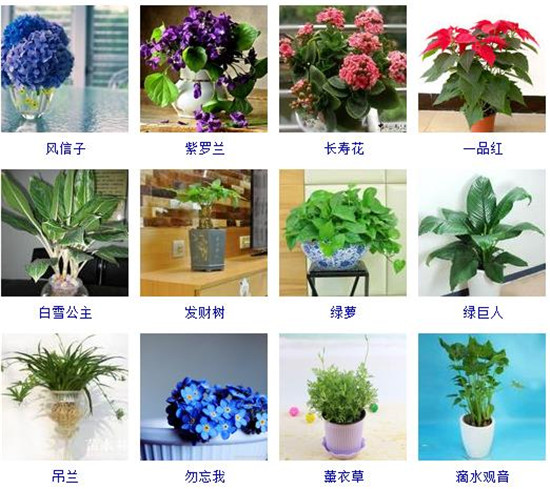 【常见问题】室内植物图片及名称大全,室内植物品种大全(图片【小编