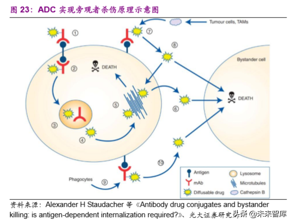创新药专题：抗体偶联药物，靶向递送毒性小分子的生物导弹