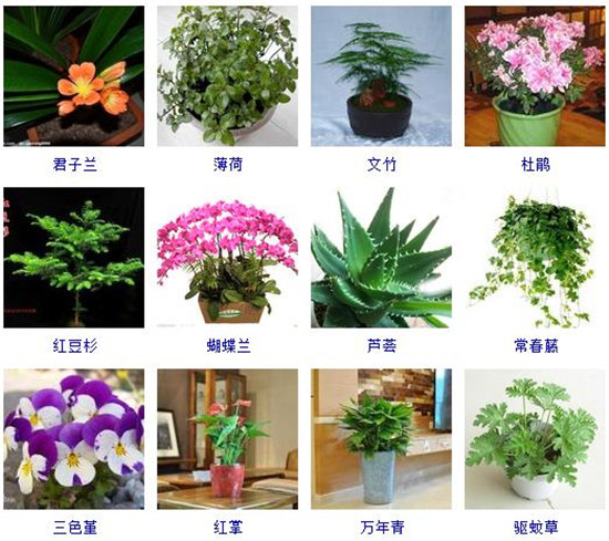 【常见问题】室内植物图片及名称大全,室内植物品种大全(图片【小编