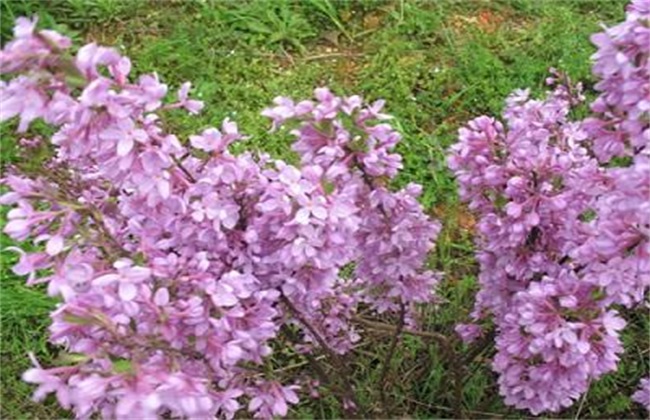 芫花怎么种芫花如何种