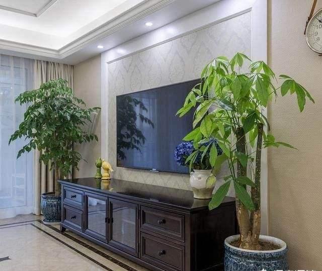 客厅最旺宅的大型植物适合室内养的花树