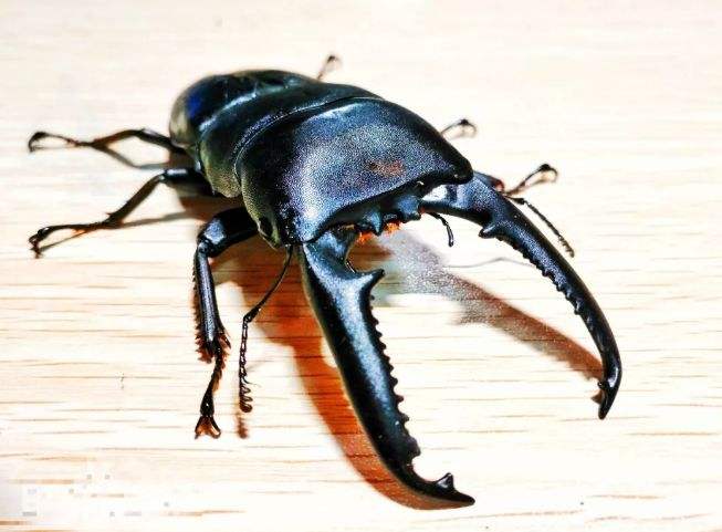 甲虫甲虫种类初步认识