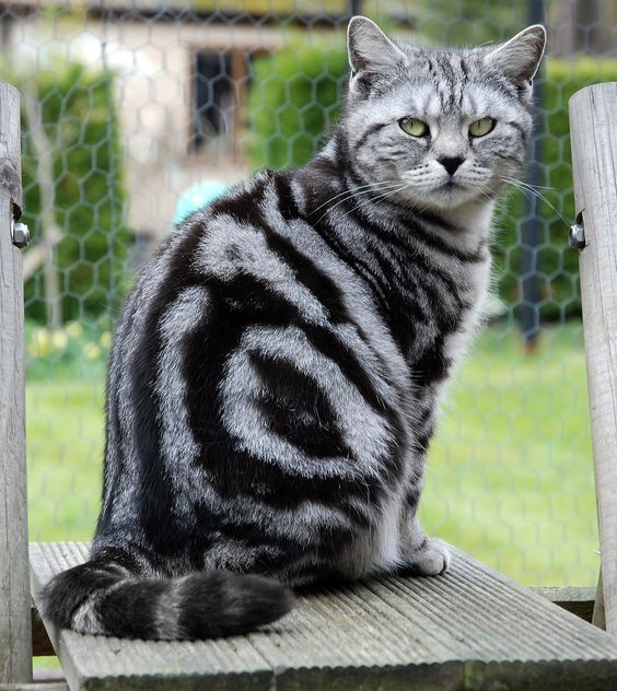 英短虎斑猫多少钱一只美国短毛猫丨银虎斑