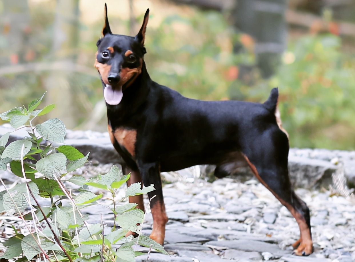 适合家养的小型犬适合有孩子的家庭养的6种小型狗