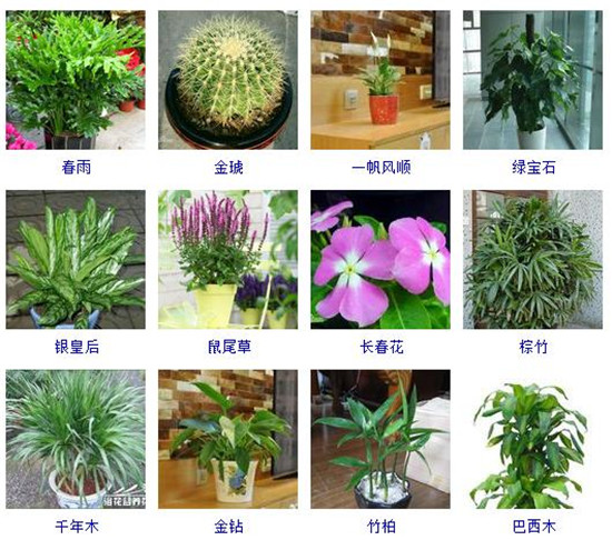 植物大全名字和图片大全集