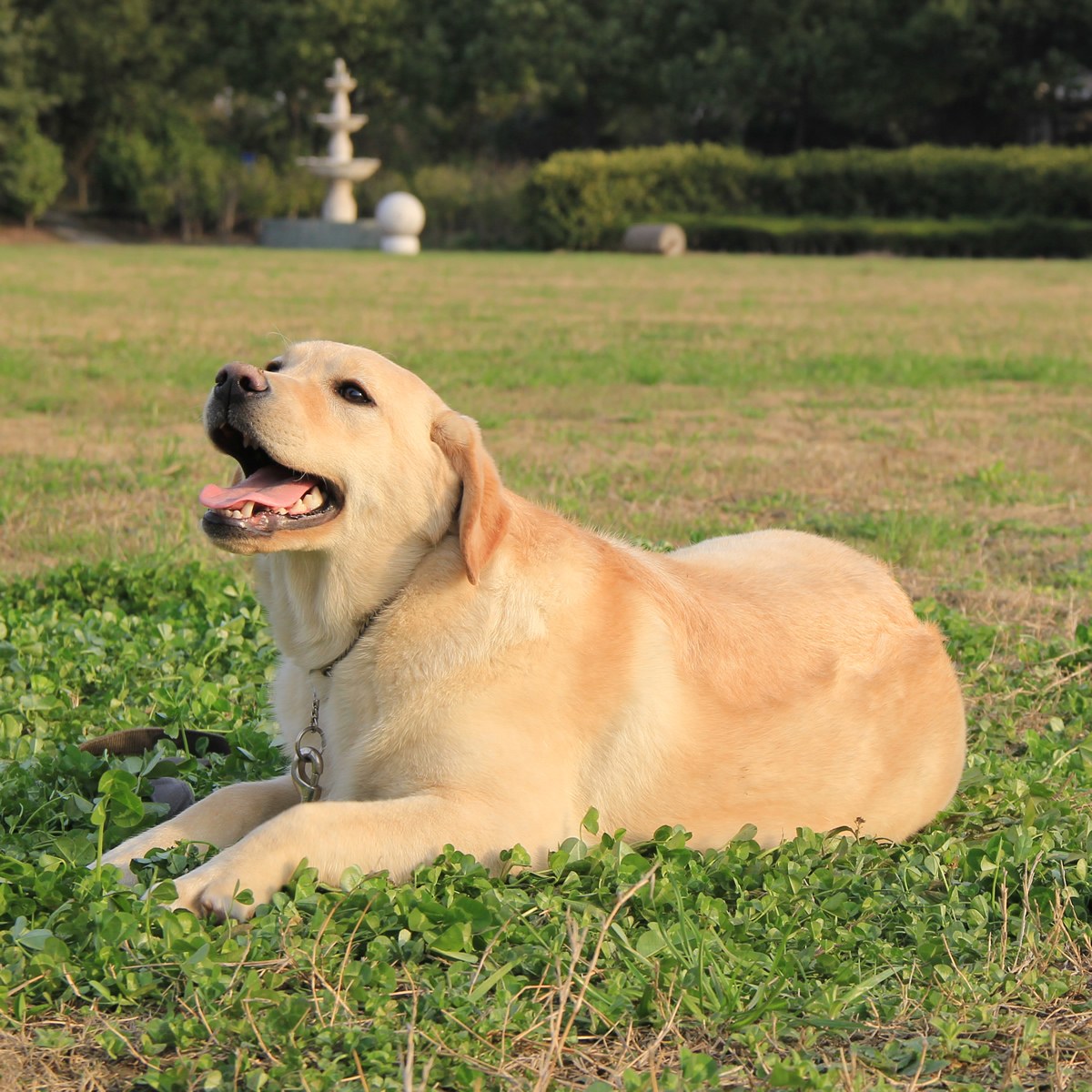 拉布拉多犬的价格多少钱一只挑战每月500养拉布拉多