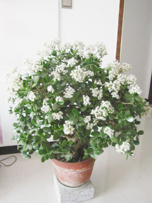 1棵玉树养10年,满枝开花,好运来"敲门,铁树开花寓意也极好