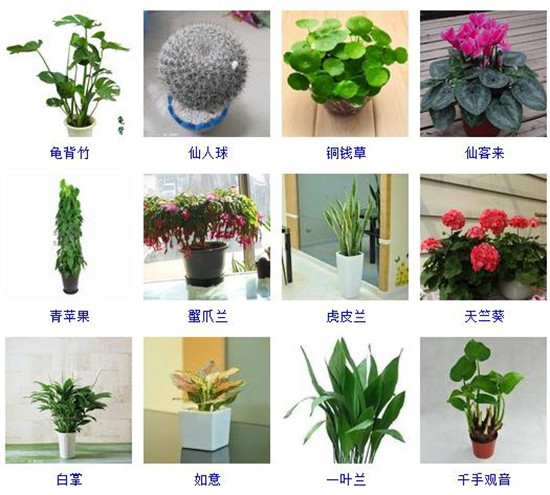 植物大全名字和图片大全集