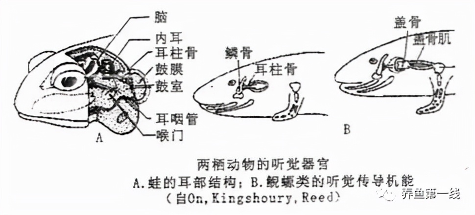 皮球鱼公母区别照片