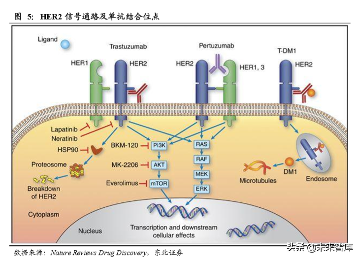 医药生物单抗行业深度研究：靶点篇